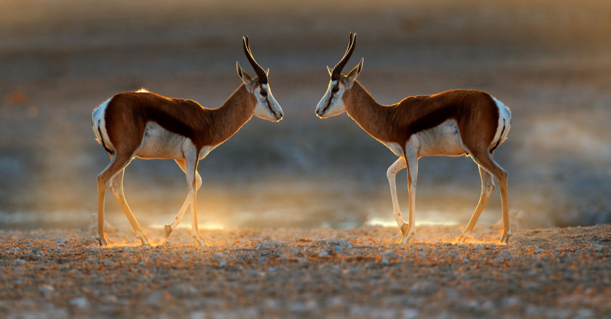 Springbok antelope seen on sunset on safari in Namibia