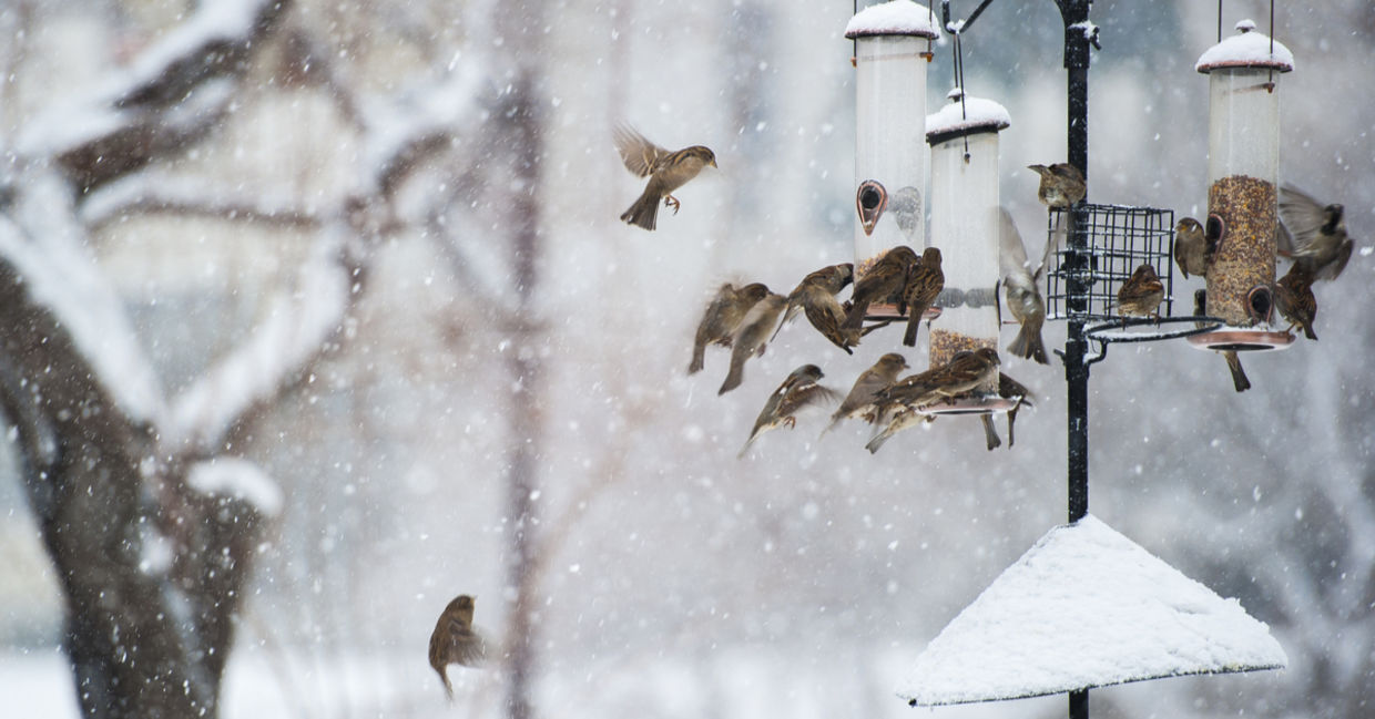Winter birds flock around a snowy feeder with homemade suet cakes, a sight much loved by birders.