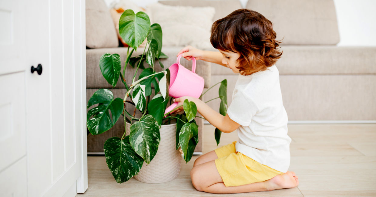 Little girl watering a houseplant with care