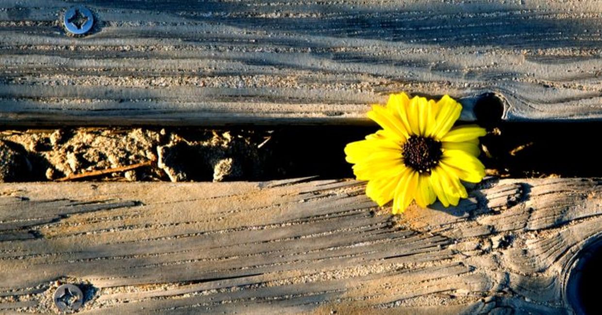 A yellow flower makes it way through some wooden planks and blooms symbolizing perseverance