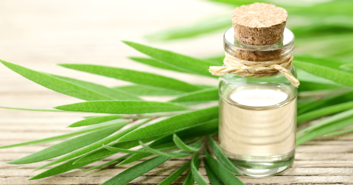 This essential oil is made from tea tree leaves.