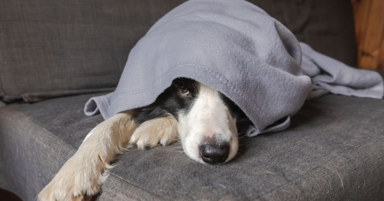A border collie, hiding from the cold, lies under a blanket.