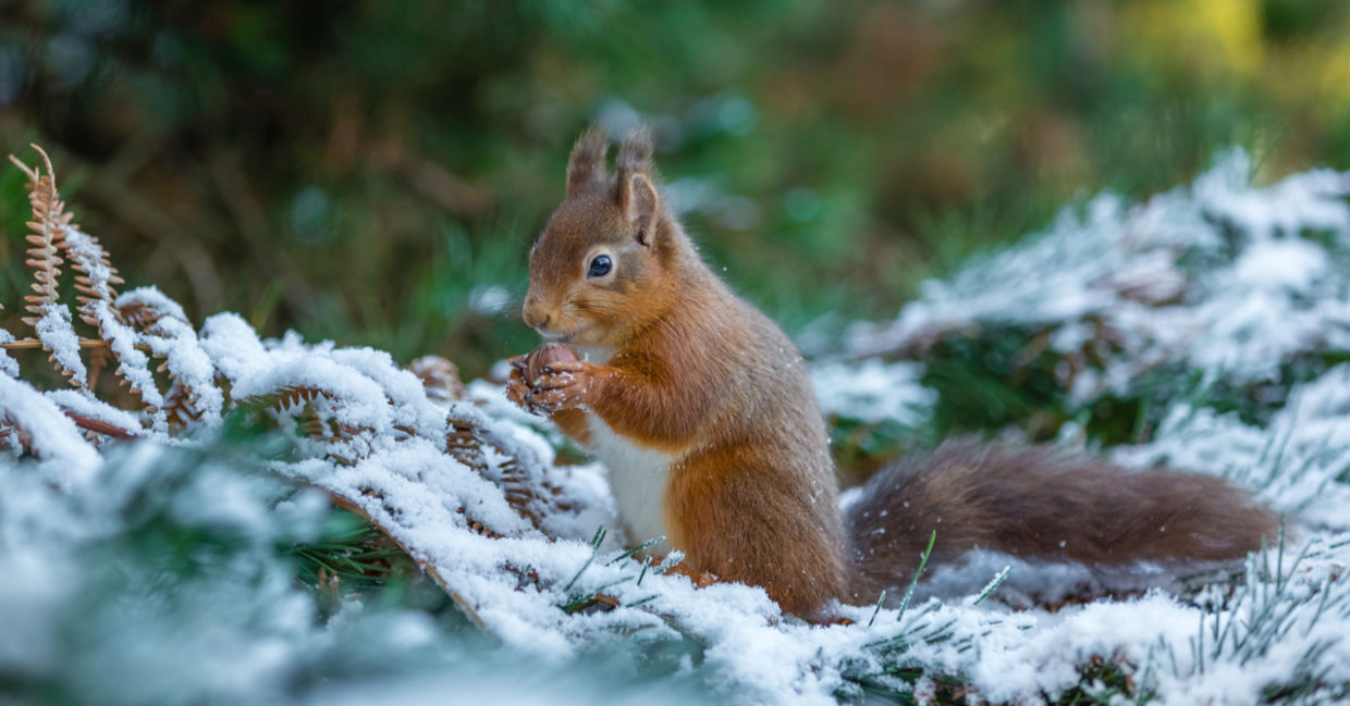 Red squirrel eating the food it gathered for the winter.