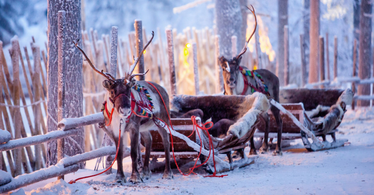 Reindeer with sleigh in Lapland.