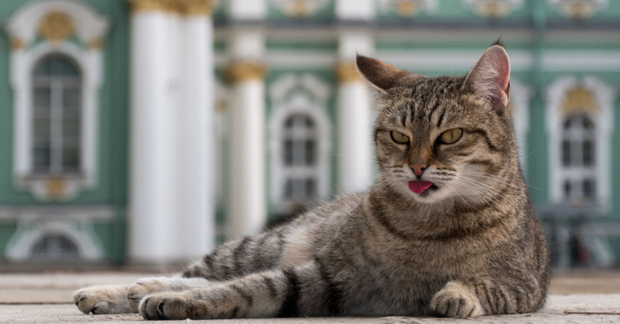 These Cats Take Care of This Iconic Museum’s Art!