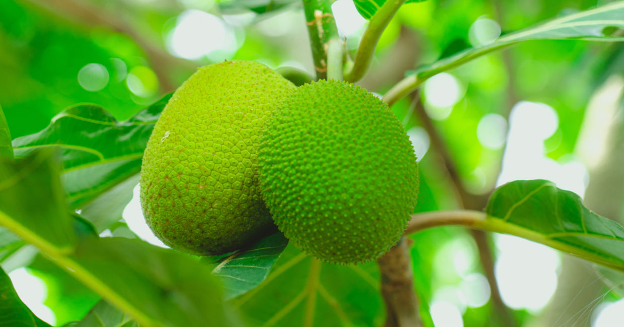 Breadfruit, used to make a healthy gluten-free four, is ripe and hanging on a tree.