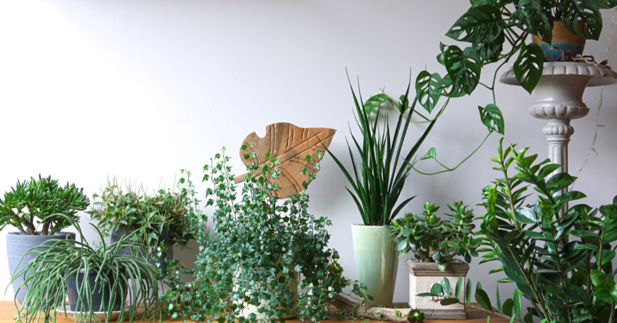 Mindful decor is complemented by this urban jungle interior, with lots of potted plants arranged together.