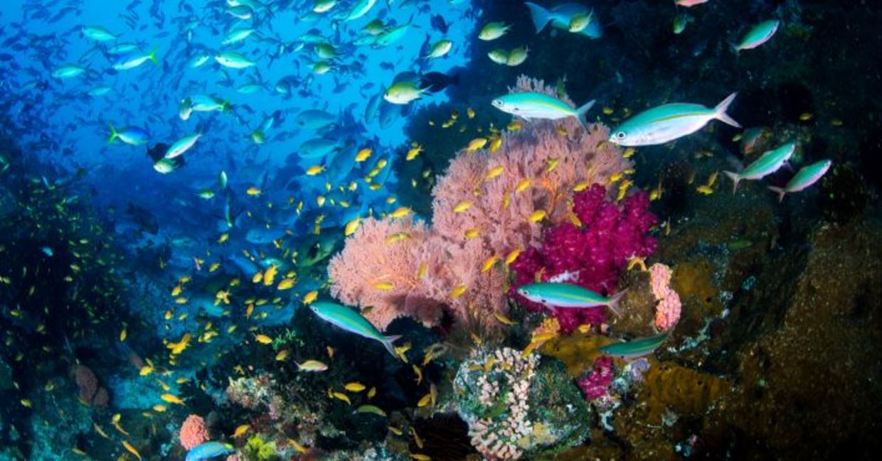 Stunning Raja Ampat coral reef in Indonesia.