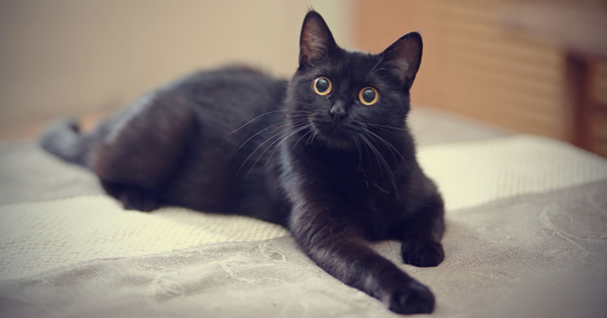A black cat lies on a bed.