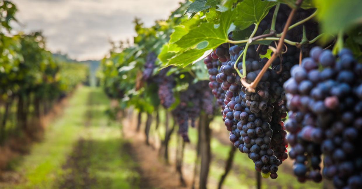 A row in a vineyard of purple grapes is ready for harvest.