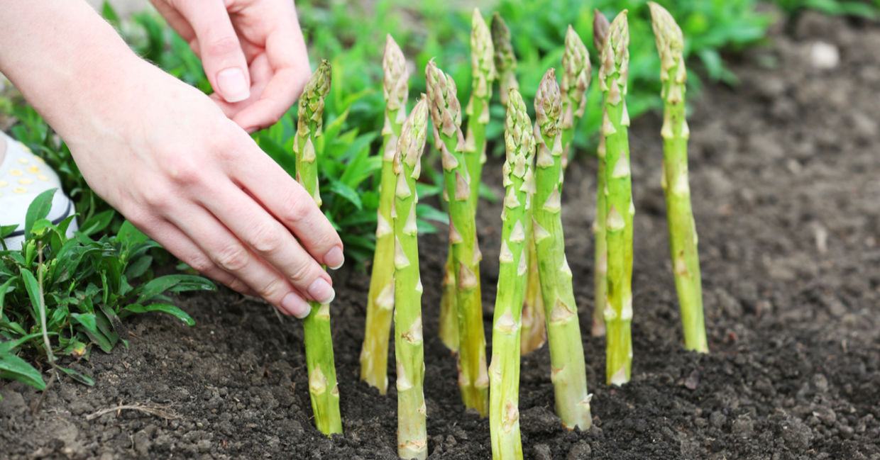 Planting asparagus crowns in rich soil.
