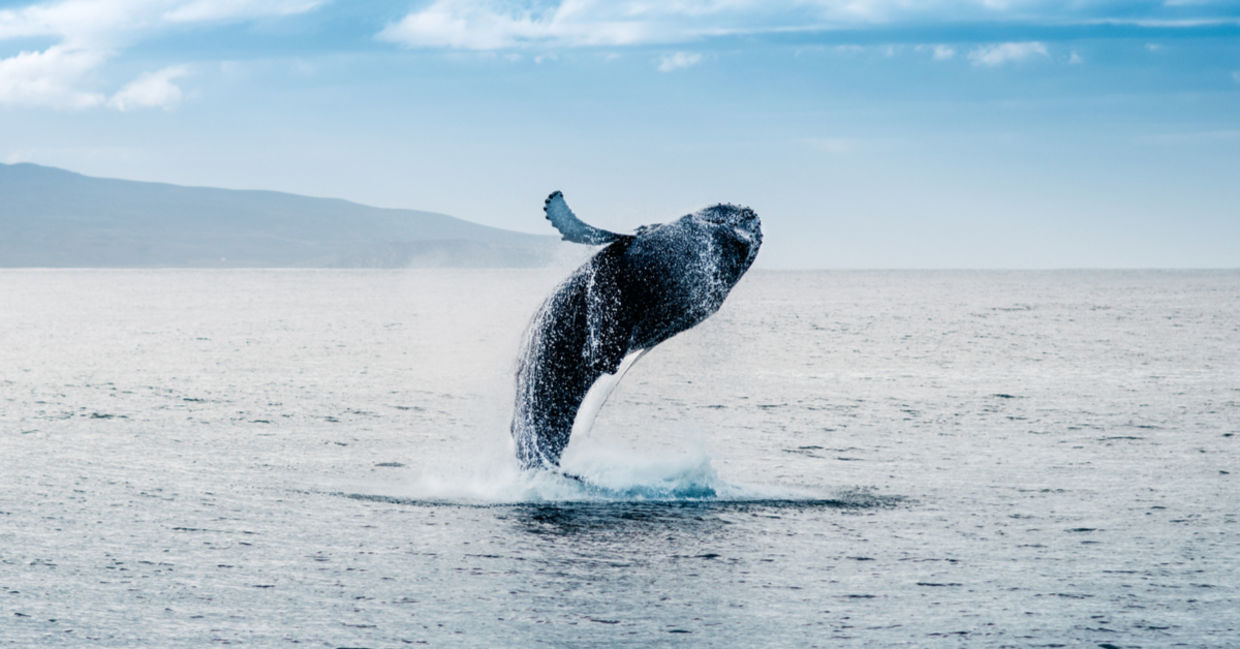 Whale jumping out of the waters off Iceland.