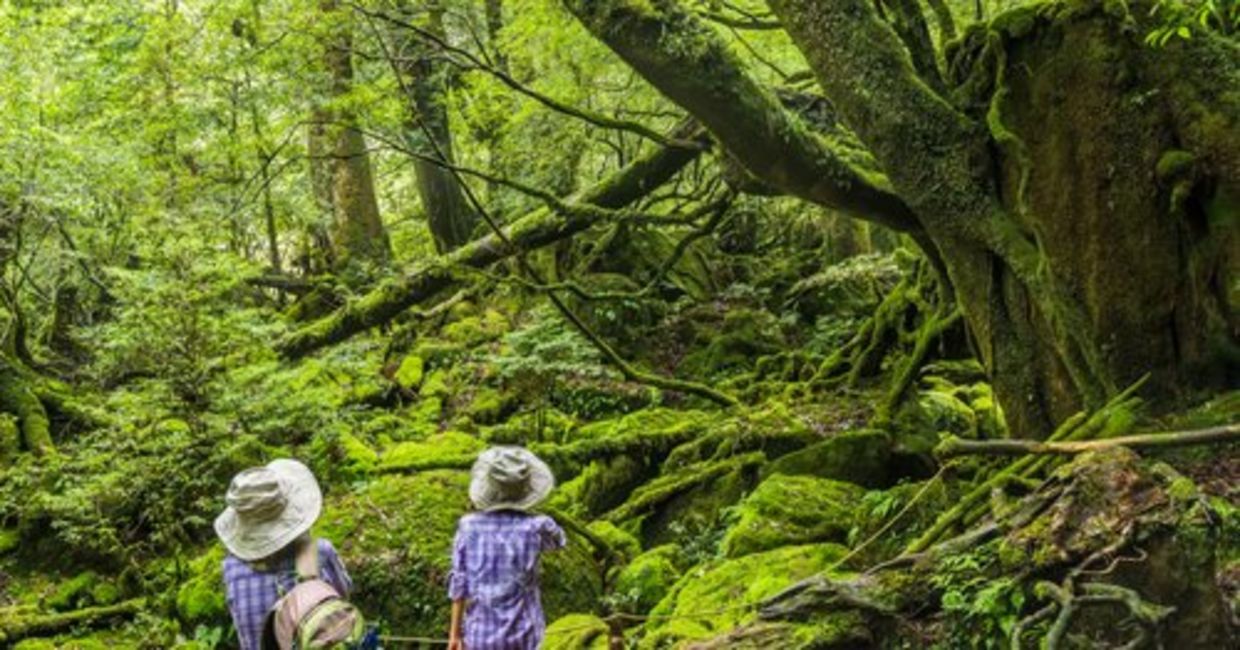 Exploring the mossy subtropical forests on Yakushima Island in Japan.