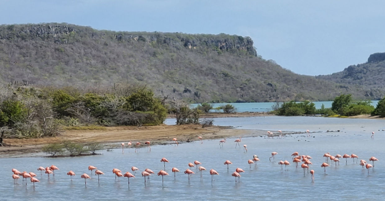 Pink flamingos near the salt flats of Curaçao.