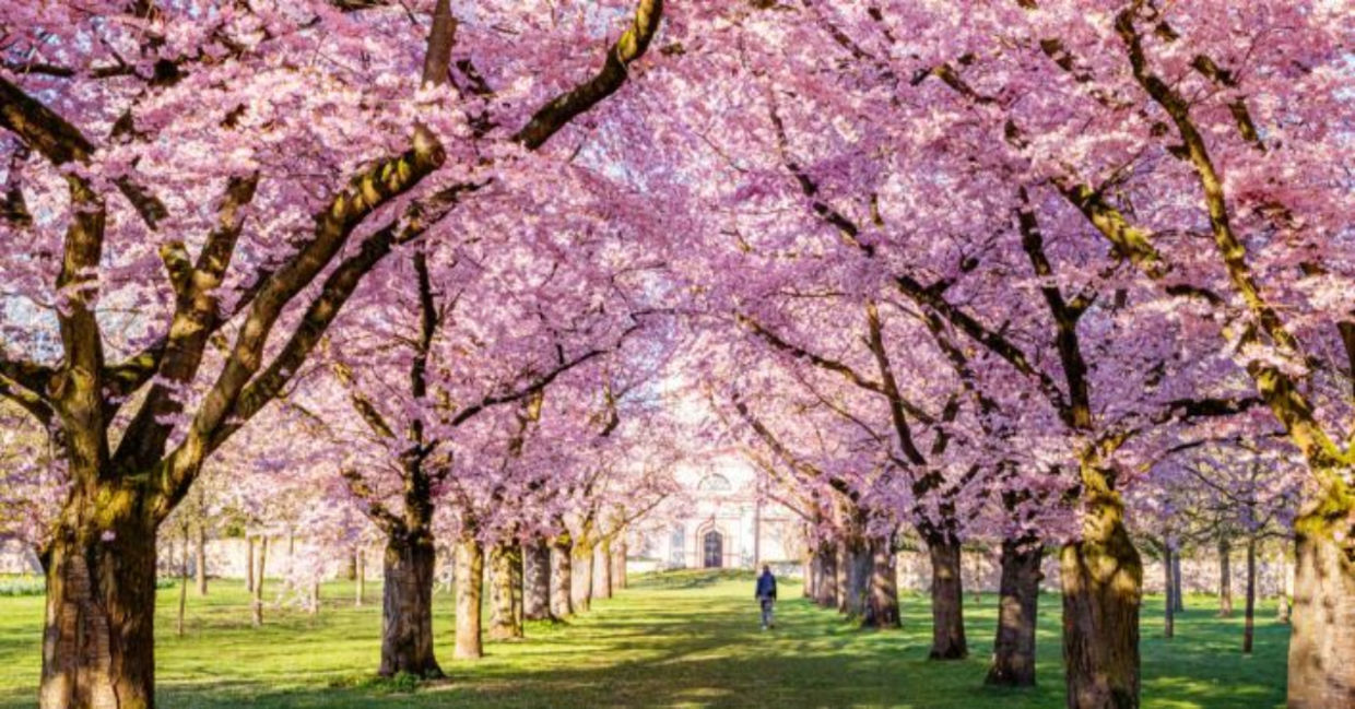 Walking on green grass under cherry blossoms in a sunny park in the spring.