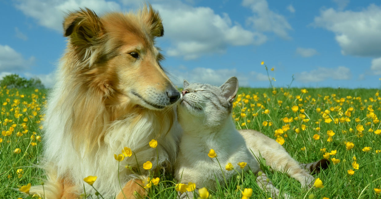 A cat and dog enjoy being in nature while lying in  a field of buttercups.