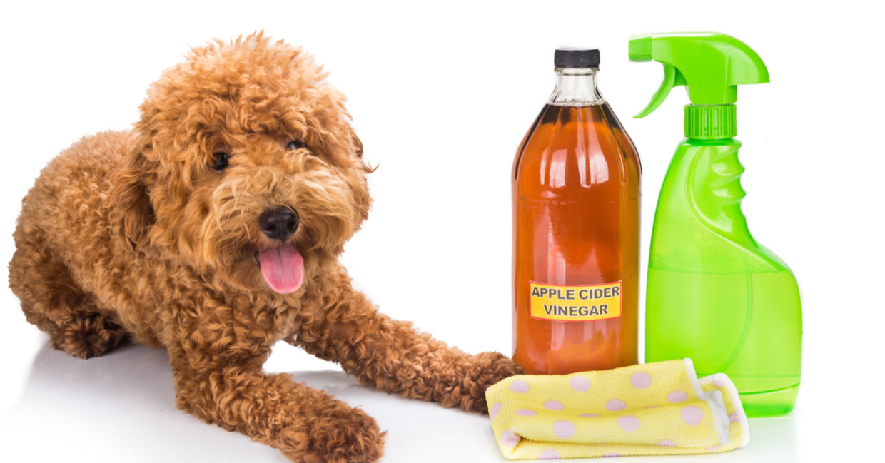 A dog lies beside natural cleaning products.