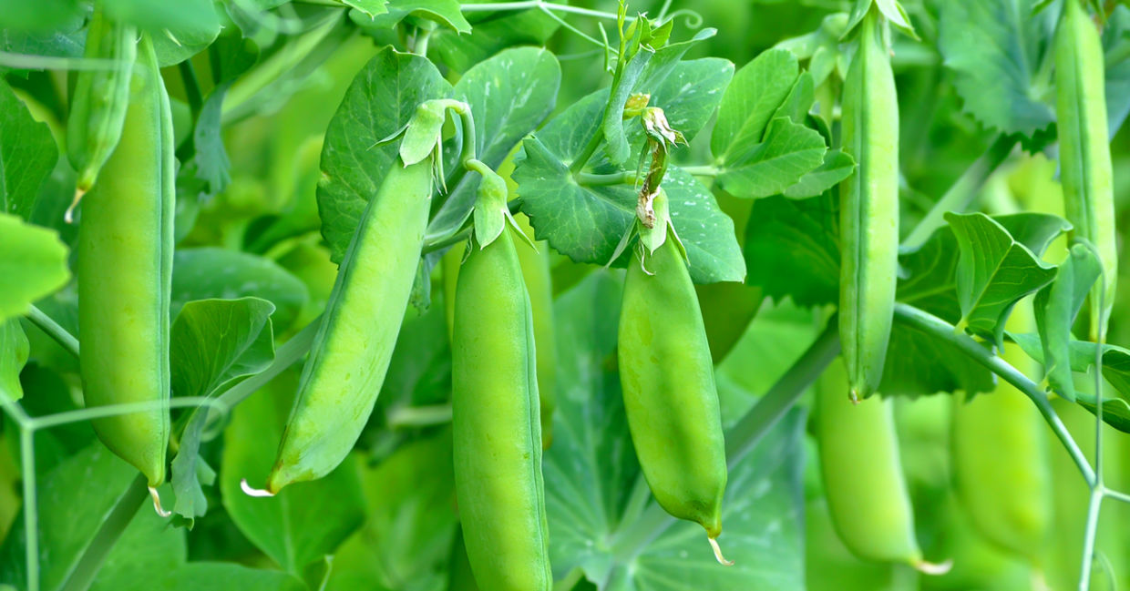 Green peas in the garden ready for picking.