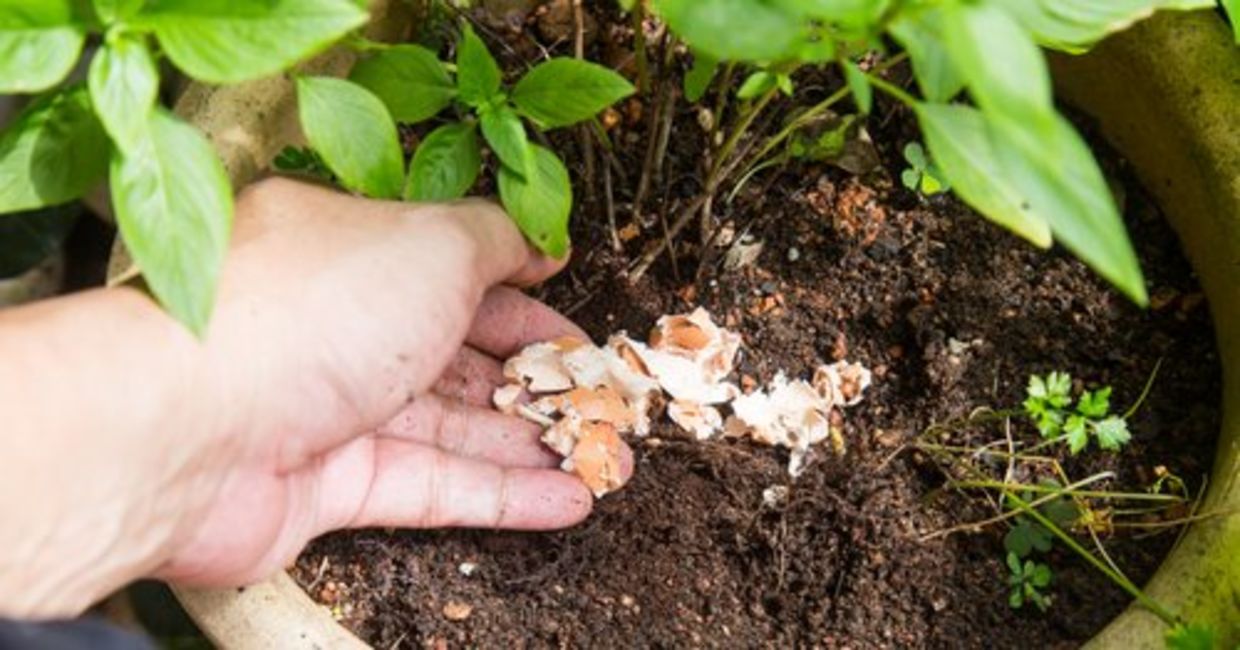 Placing crushed egg shells on plant soil as a natural fertilizer.