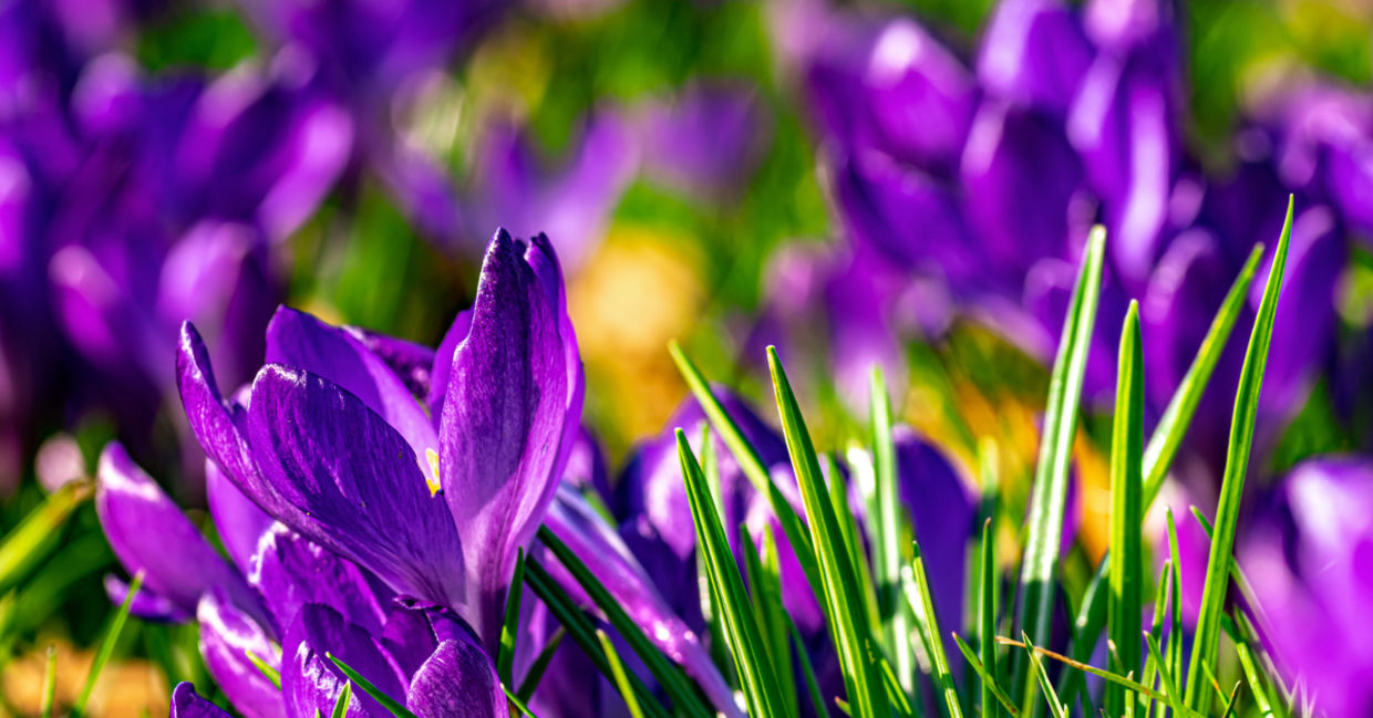 11 Inspirational Spring Quotes - Goodnet