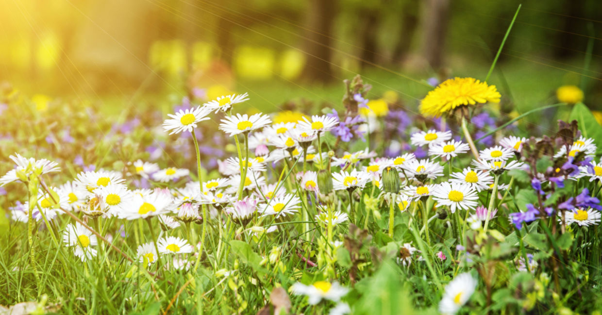 Growing daisies and dandelions looks like a meadow and attracts pollinators.