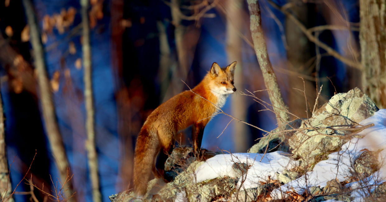 Red fox in northern Westchester County, New York.