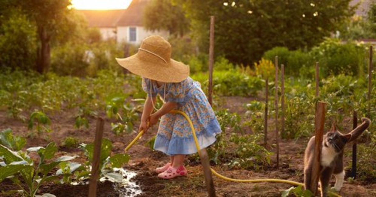 A little girl wearing a straw hat waters a vegetable garden.