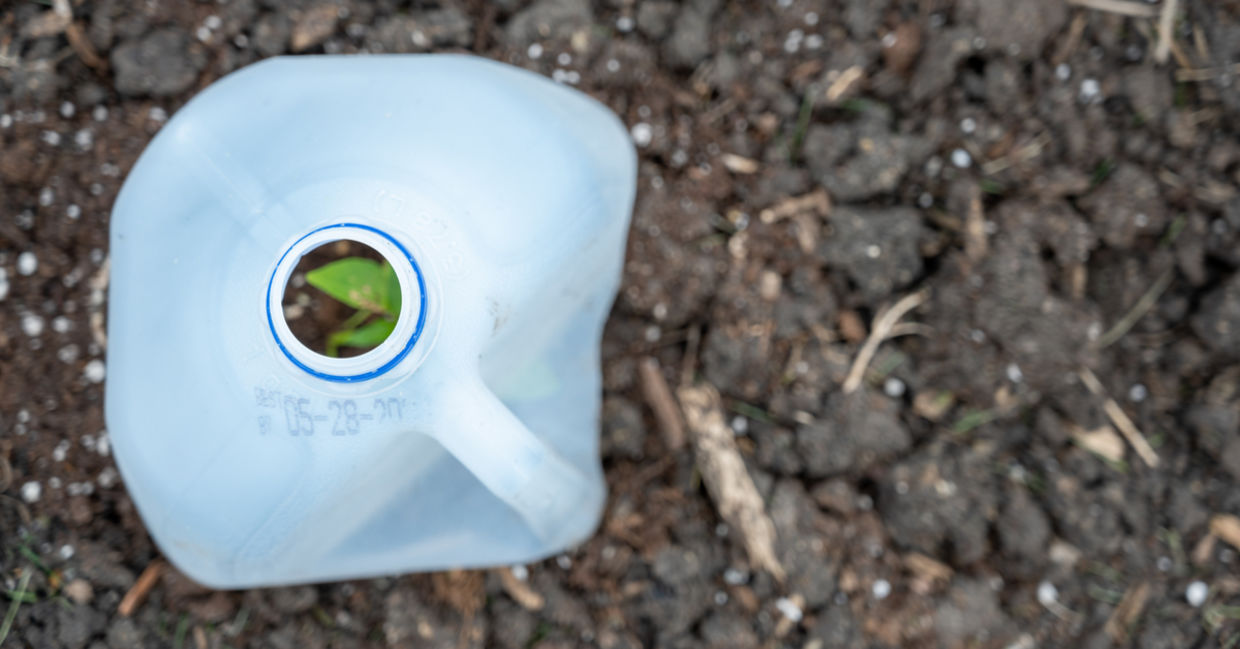 A recycled plastic milk jug protects tender seedlings.