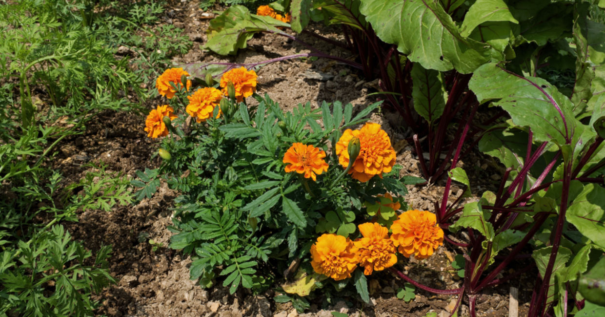 Using marigolds for companion planting protects vegetables from pests.