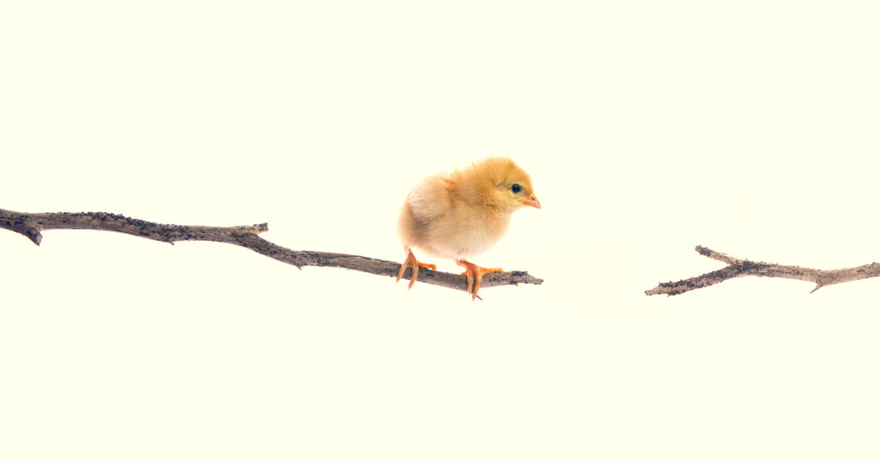 Newborn chick trying to jump to a new branch.