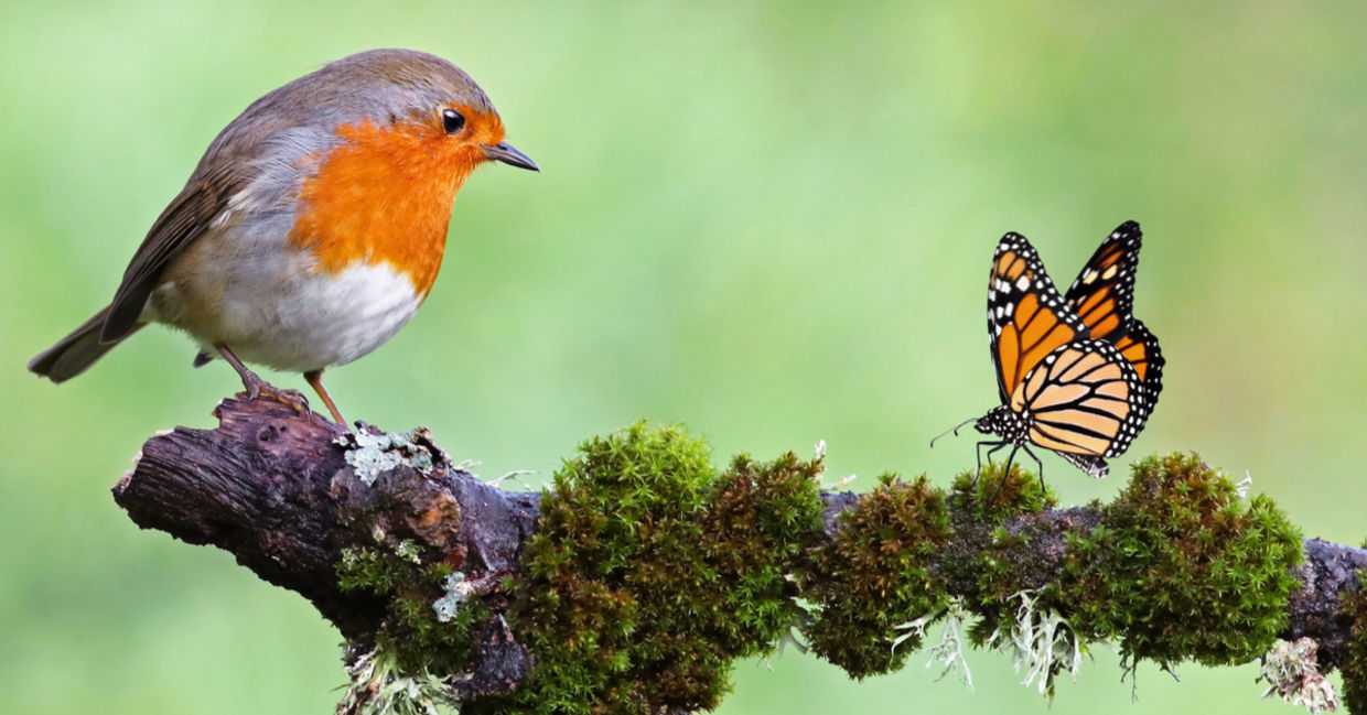 A wild robin and a monarch butterfly sit on a mossy tree branch, a sign of biodiversity.