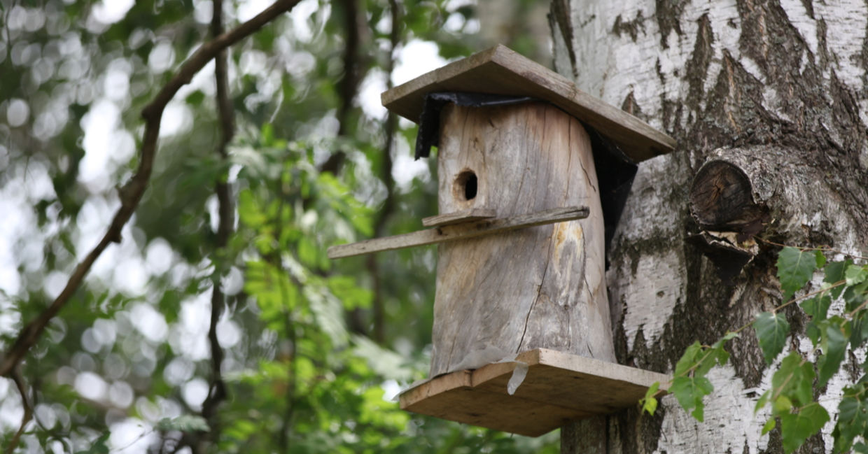 A nesting box is placed high up in a tree, offering birds security.