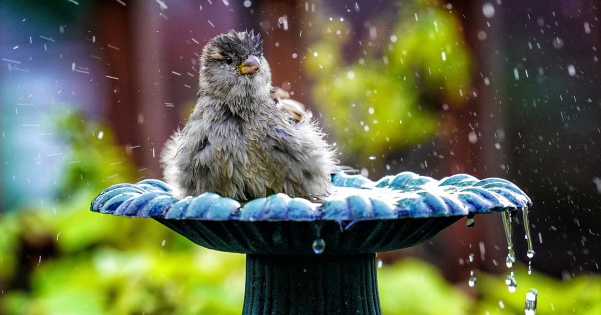 A sparrow enjoys splashing in a garden bird bath.