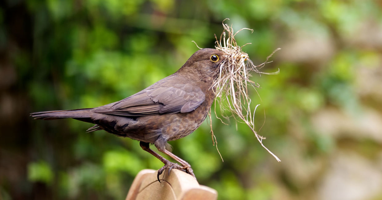 A female blackbird gathers nesting material from a garden.