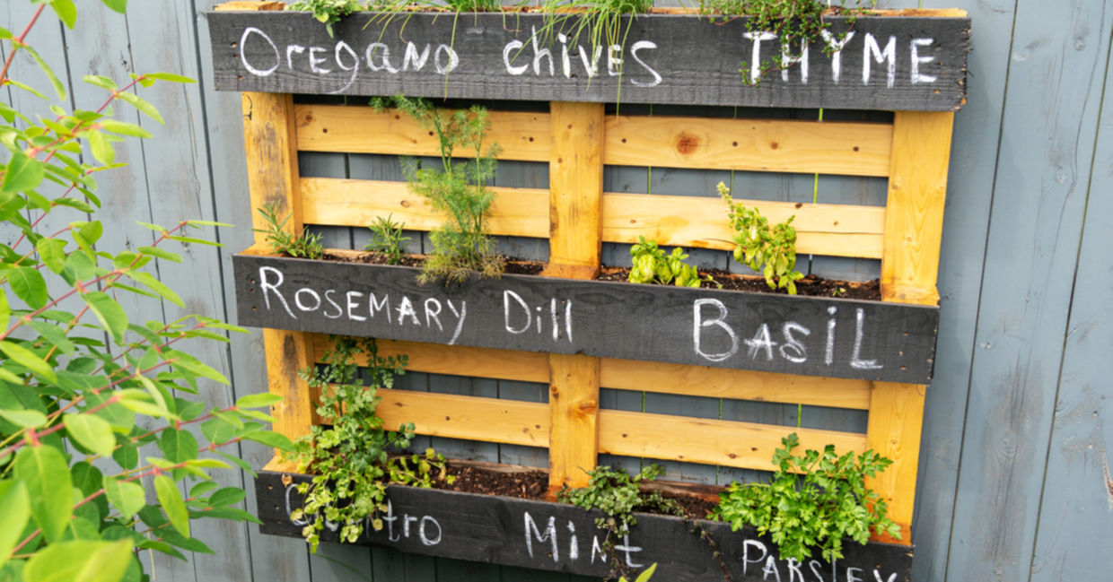 Using upcycled pallets to create an herb garden.