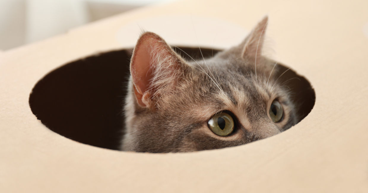 A cat enjoys peeking out of its cardboard bed box.