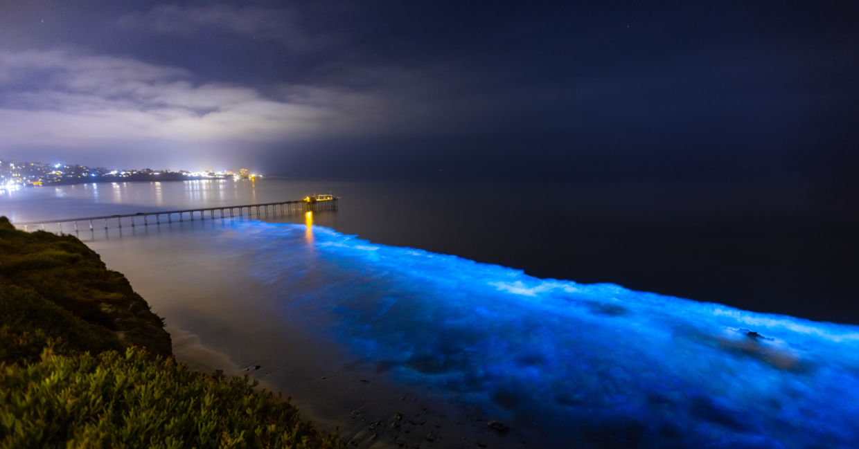 Bioluminescence at San Diego Coast.