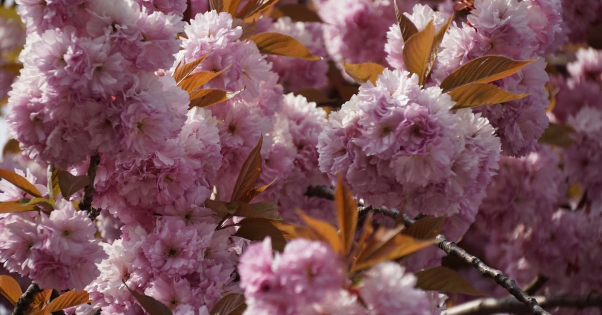 The cherry blossom stands for beauty, awakening and transience.