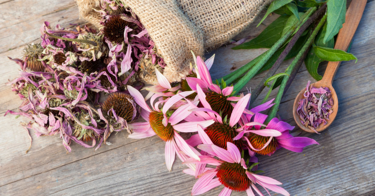 Echinacea is a medicinal herb with antiviral properties.