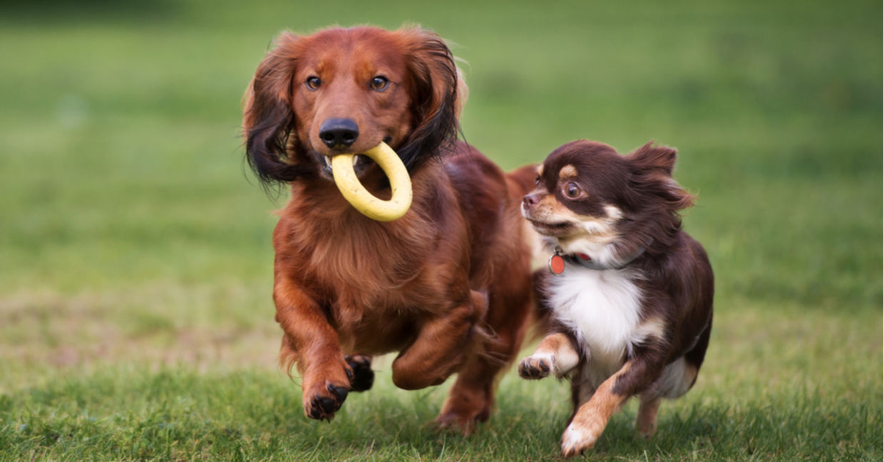 Dogs playing at the dog park.