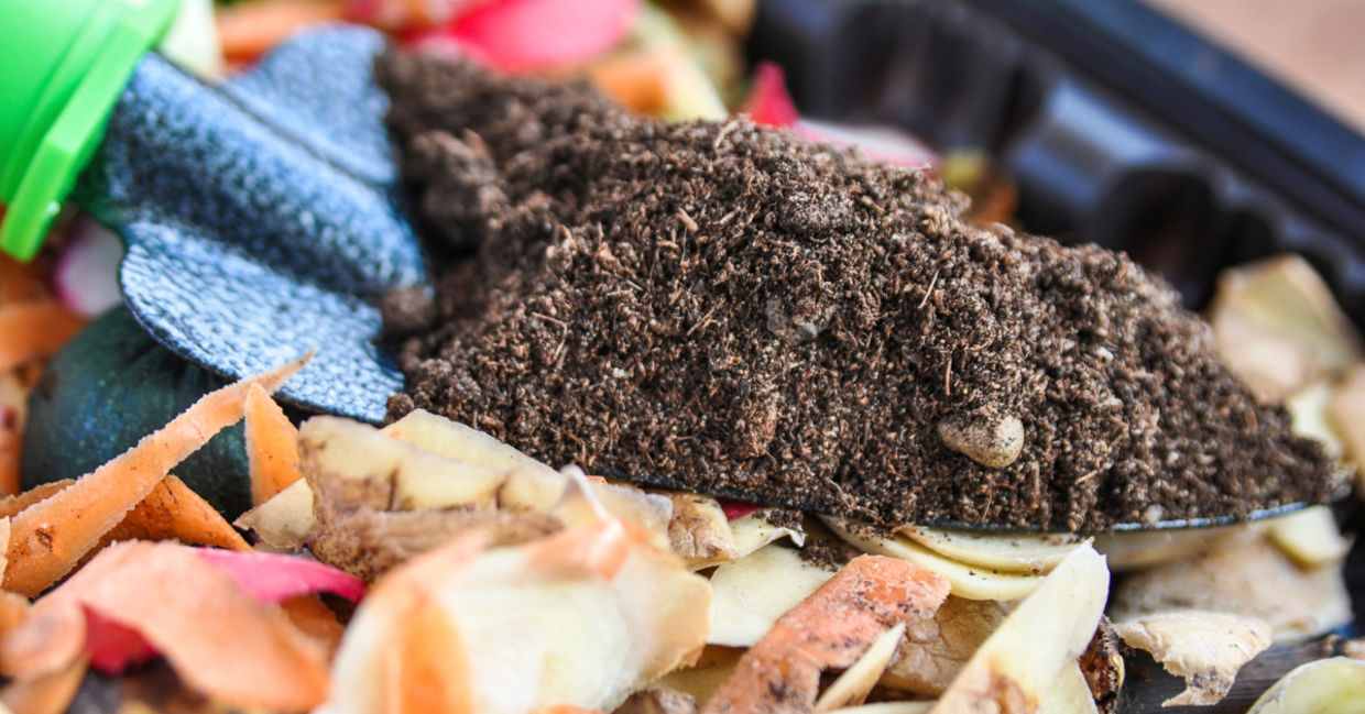 Potato peels used in compost.