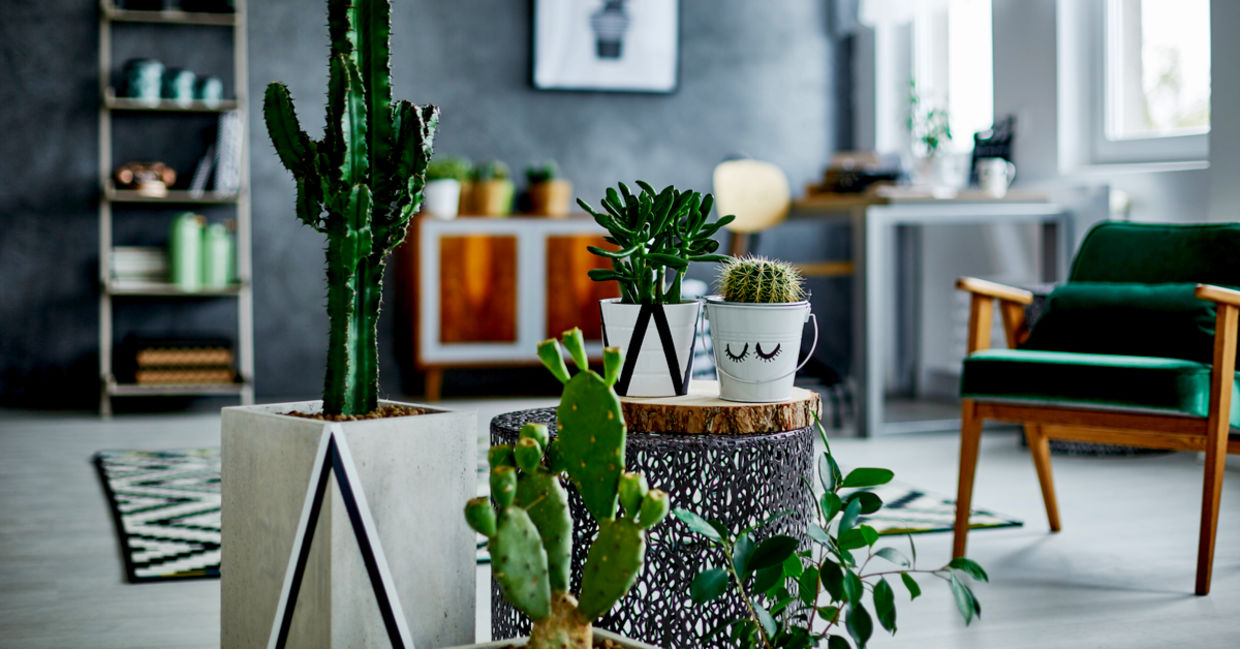 Contemporary room with cacti decorations.