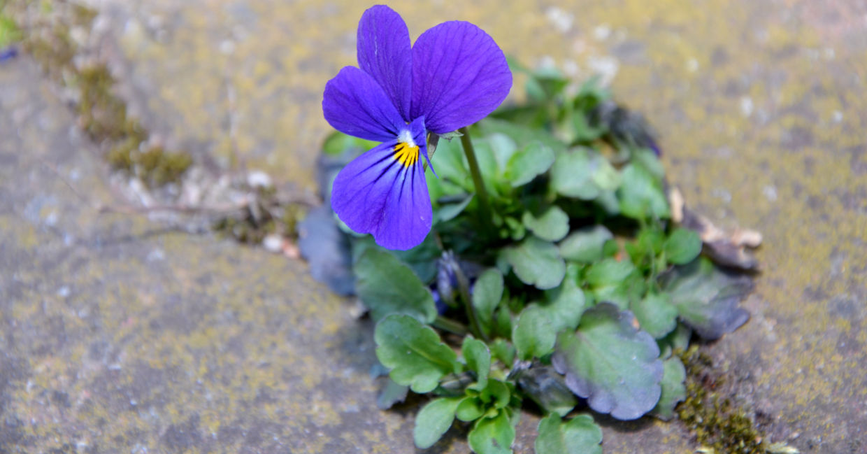 Purple flower.