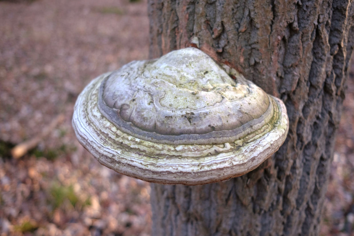Agarikon mushrooms growing on a tree trunk.