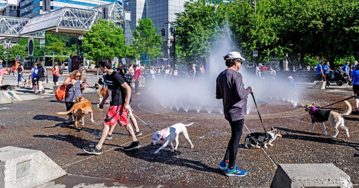 People and dogs cooling off in Portland.