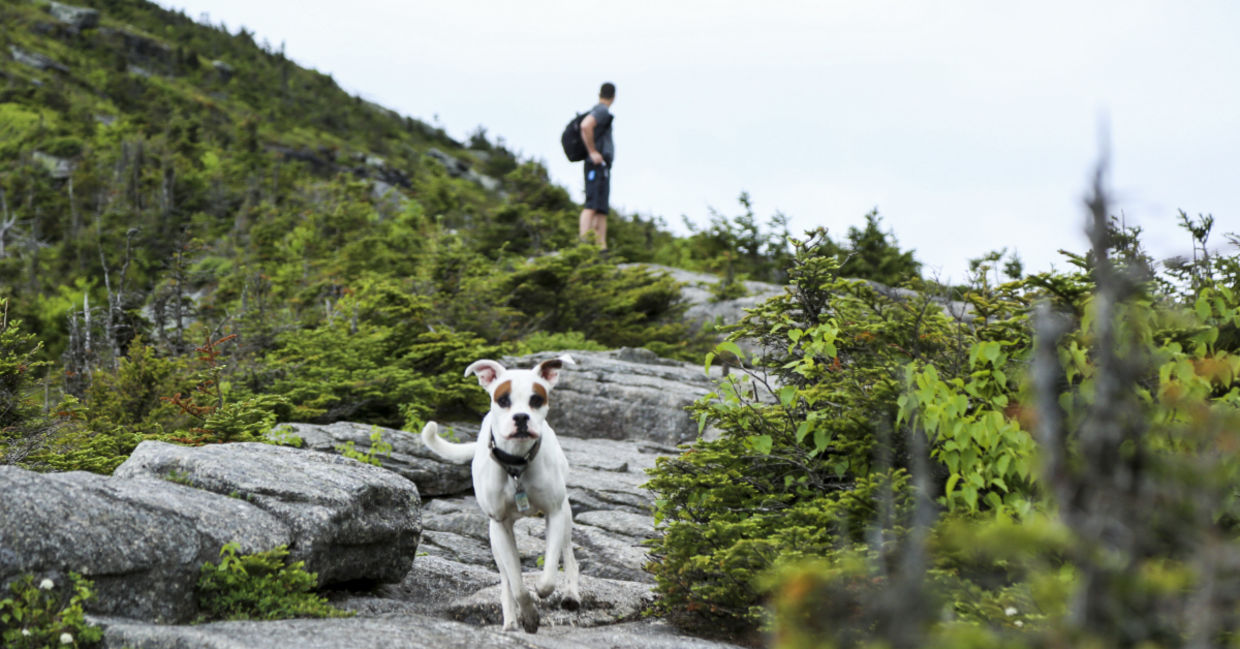 Hiking Whiteface Mountain with your dog.