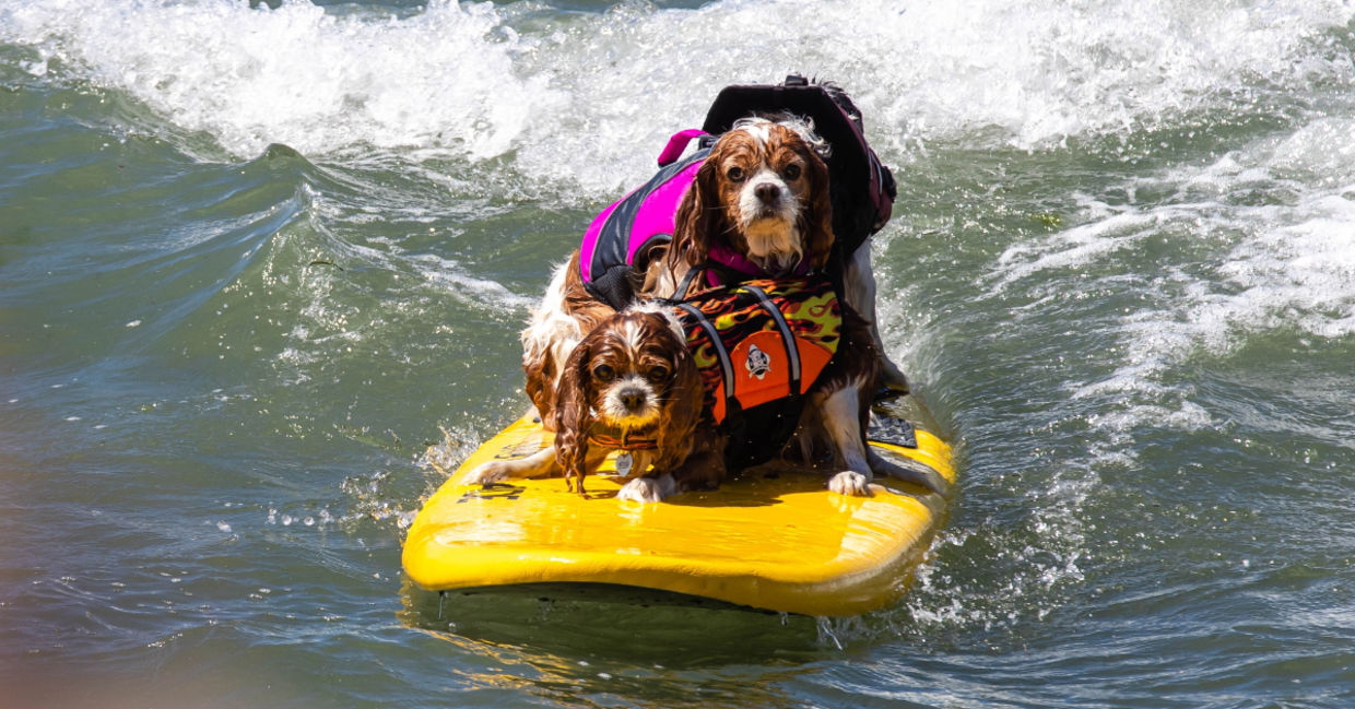 Dog surfing competition in San Diego.
