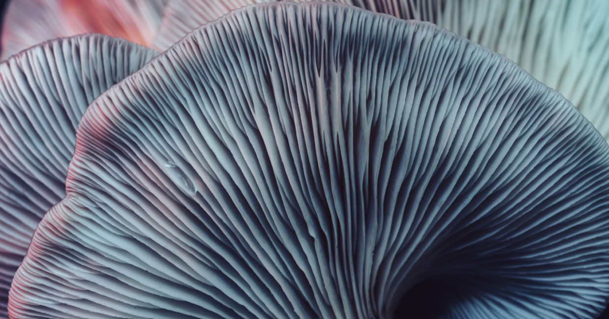 Close-up image of beautiful bunch mushrooms.