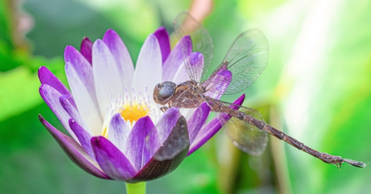 A dragonfly perches on a purple lotus flower.