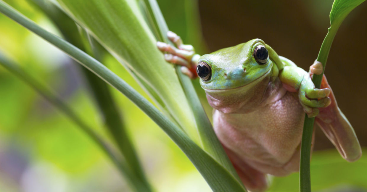 A green frog perches on a leaf.